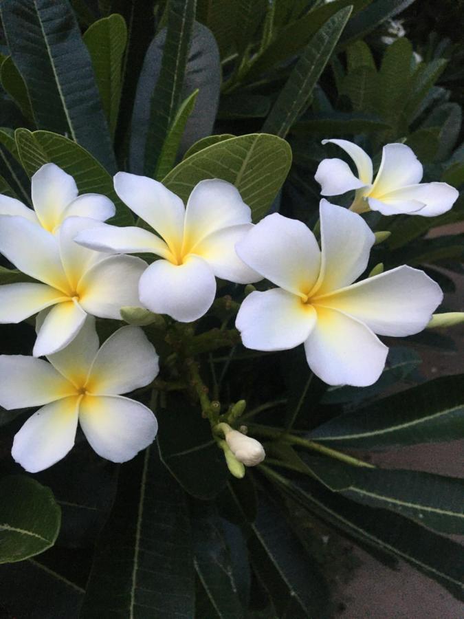 White Butterfly - A Countryside Homestay Thiruvananthapuram ภายนอก รูปภาพ