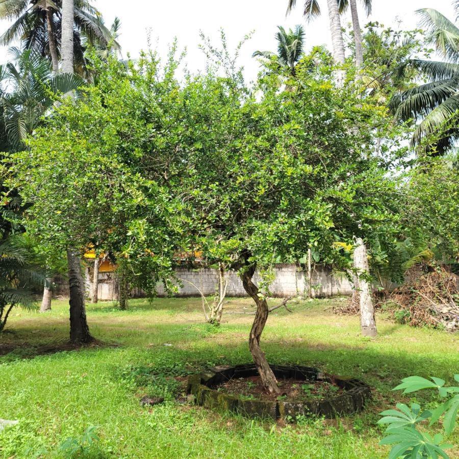 White Butterfly - A Countryside Homestay Thiruvananthapuram ภายนอก รูปภาพ